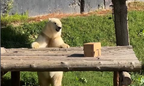 Лапу не сосёт: в зоопарке Алматы показали, чем кормят медведицу Пургу