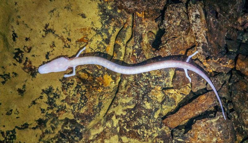 Ученые нашли останки родственников дракона‑ольма в Казахстане