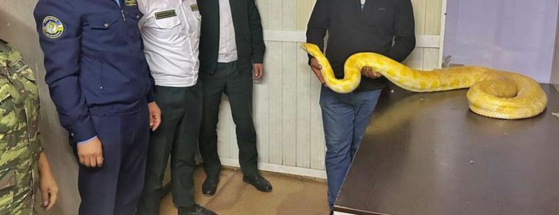 Живого питона-альбиноса пытались завезти из Казахстана в Узбекистан