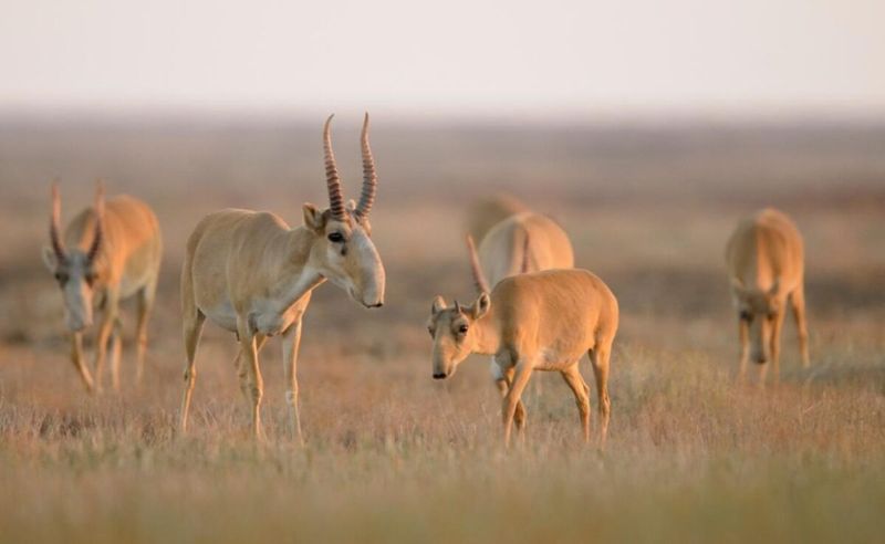 Почему необходимо отстреливать самок сайги, рассказал эксперт