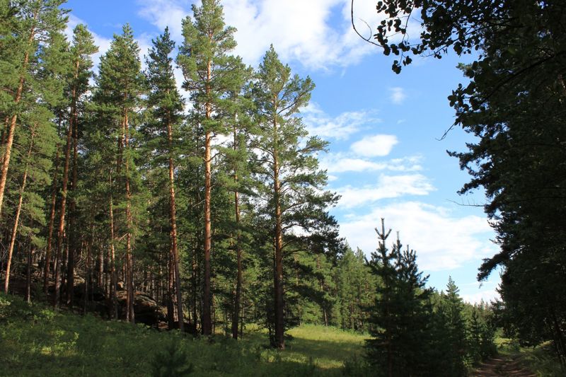 Защитой и охраной лесного фонда займется теперь новая служба в Казахстане