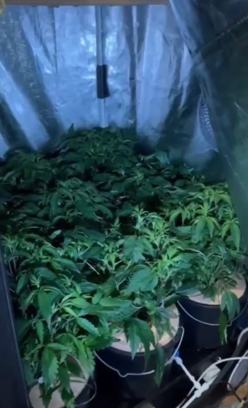 В Шымкенте задержали пятерых наркосбытчиков