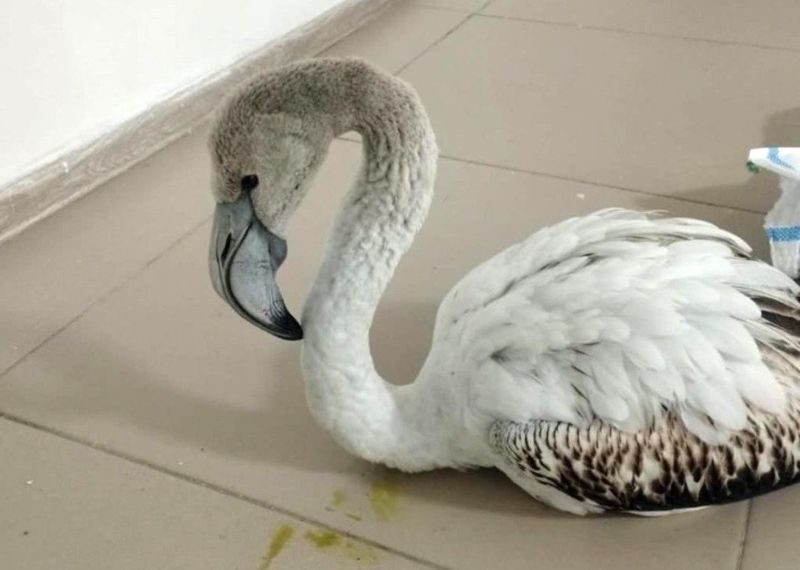 В Актобе на берегу водохранилища нашли одинокого фламинго