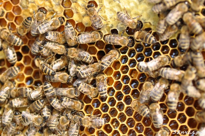 Бизнесмену не компенсировали гибель 80 пчелосемей, которых затопило во время паводков в Павлодаре