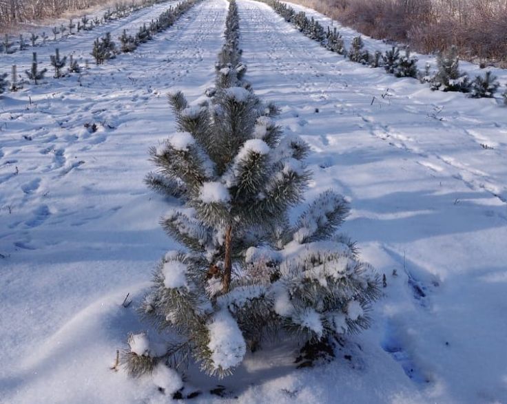 Столичным лесникам задолжали зарплату на 144 млн тенге