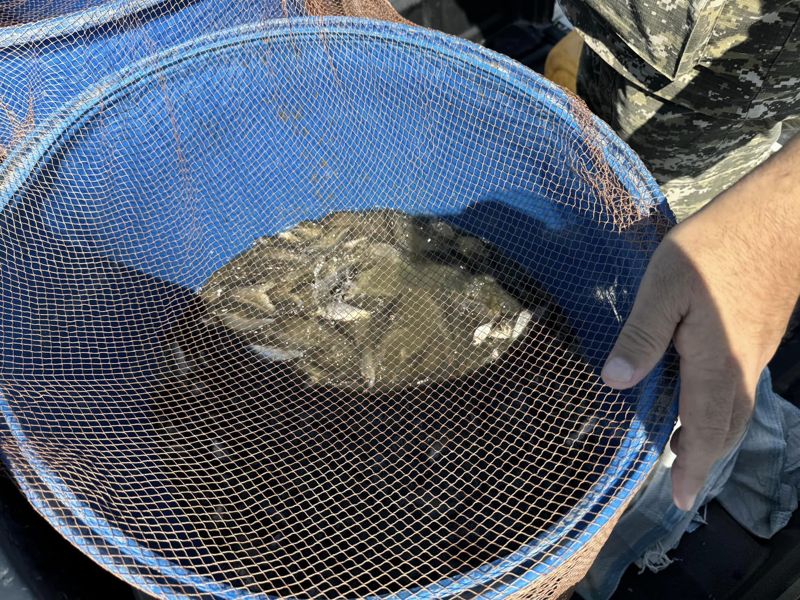 Больше 600 кг мальков собрали в пересыхающем канале «Сарыозек» в Атырауской области