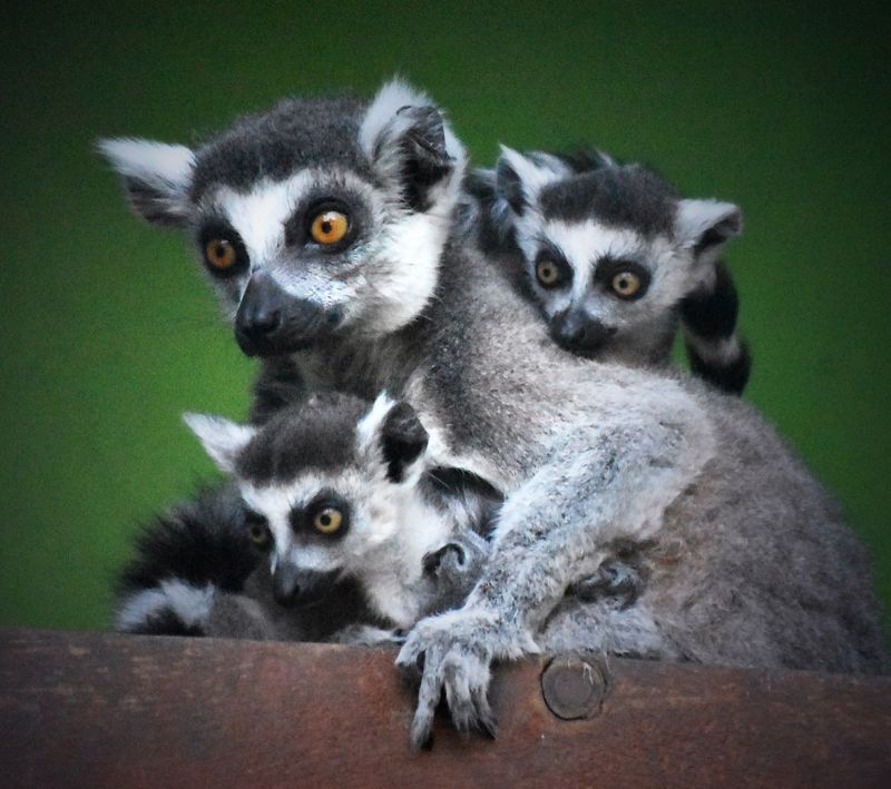 Зебра, лемуры и фламинго: в зоопарке Алматы появились новые обитатели