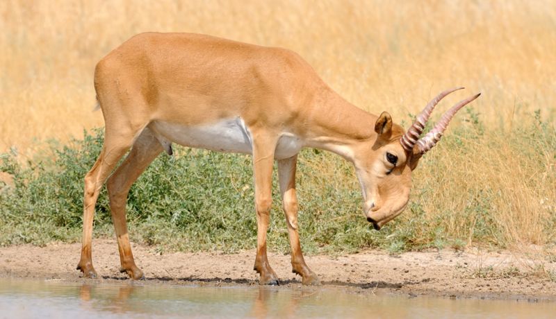 С ружьём выезжать и фигачить: депутат предложил отстреливать сайгаков в Казахстане