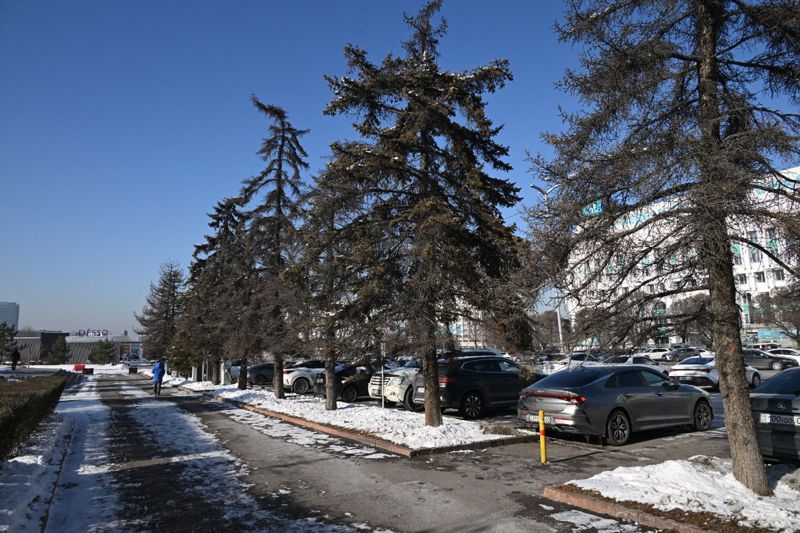 Деревья по улице Сатпаева вырубят в Алматы