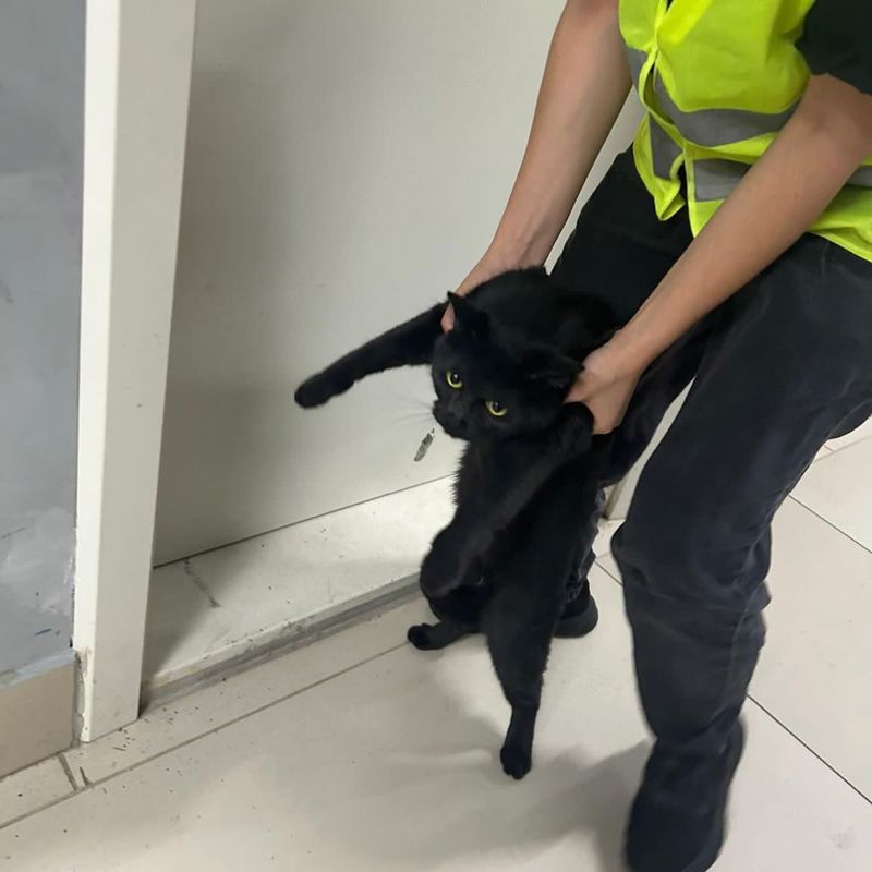 Потерянного в аэропорту Алматы кота нашли почти месяц спустя