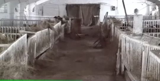 Почти год сидят без зарплаты сотрудники сельхозпредприятия в Костанайской области