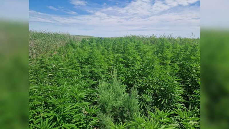 На островке в Алматинской области нашли тайную плантацию конопли на 300 млн. Видео