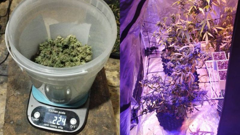 27-летний акмолинец выращивал коноплю у себя в квартире