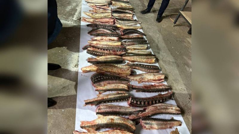 Житель Атырау попал под следствие за осетрину