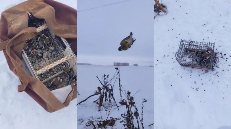 Житель Астаны поймал 76 щеглов для продажи в интернете