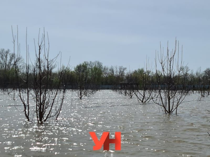 Из-за паводков в Уральске под угрозой исчезновения уникальный яблоневый сад-питомник