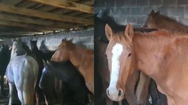 Грузовик с 40 крадеными лошадьми задержали на блокпосту в Карагандинской области