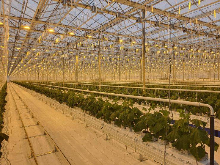 Инвестора теплицы в СКО, куда вложили деньги из Нацфонда, задержал Антикор