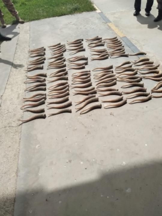 Огромный штраф заплатит актюбинский антиквар за рога сайги из мусорки