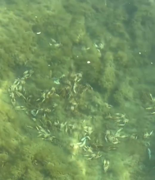 Массовая гибель раков встревожила жителей Актау