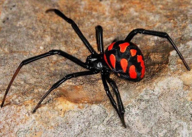 Каракурты атакуют: несколько человек и скот пострадали от укусов пауков в Атырауской области