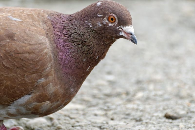 В Петропавловске помощь спасателей потребовалась голубю