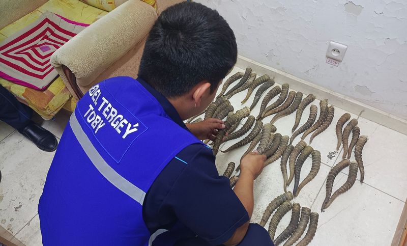 Рога 32 сайгаков нашли у гражданина Узбекистана в Мангистау