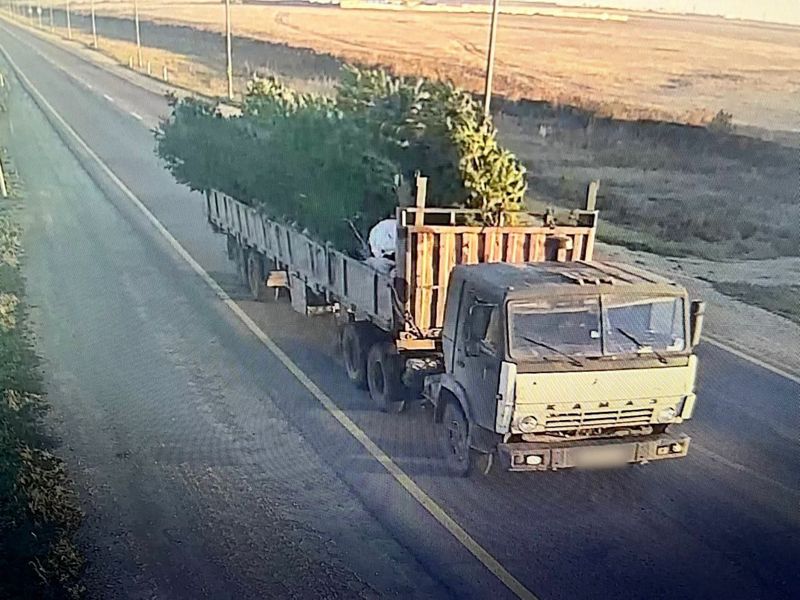 Сосны на миллион тенге выкопал и хотел продать в столице сельчанин