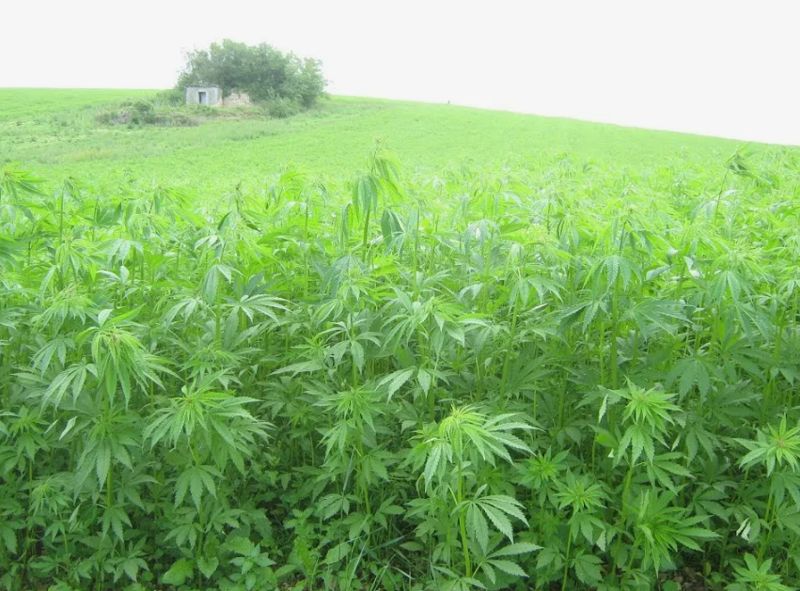 Хоть трава не расти: полиция Казахстана за 10 лет уничтожила 230 тонн наркотиков из конопли