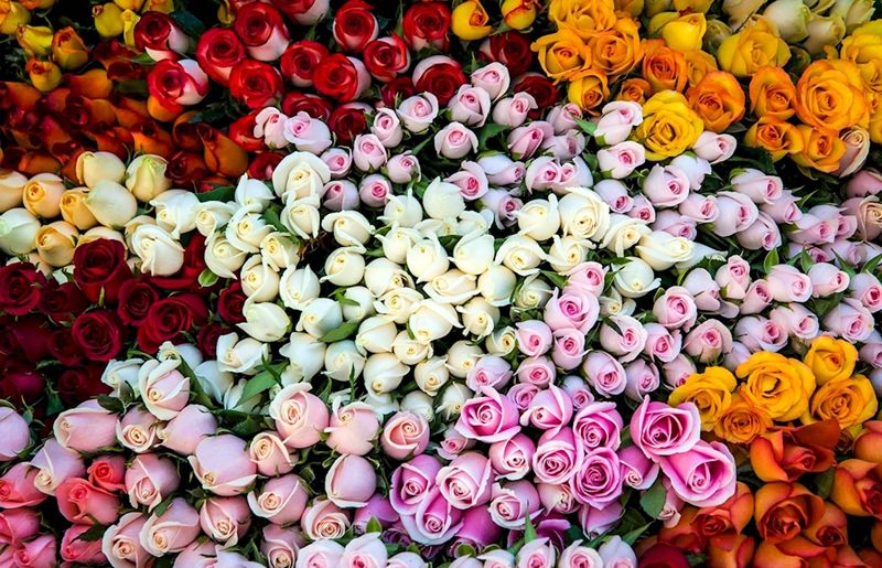 В Астане сожгли 15 тысяч цветов