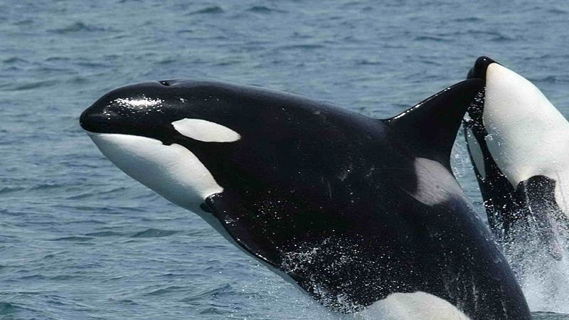 На Камчатке пытаются спасти 4 косаток, оставшихся из-за отлива на отмели