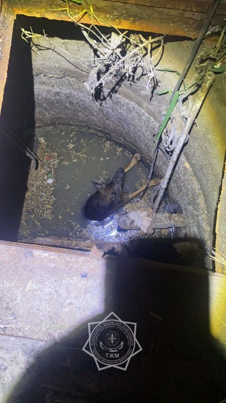 В Атырау спасателей вызывали собаке