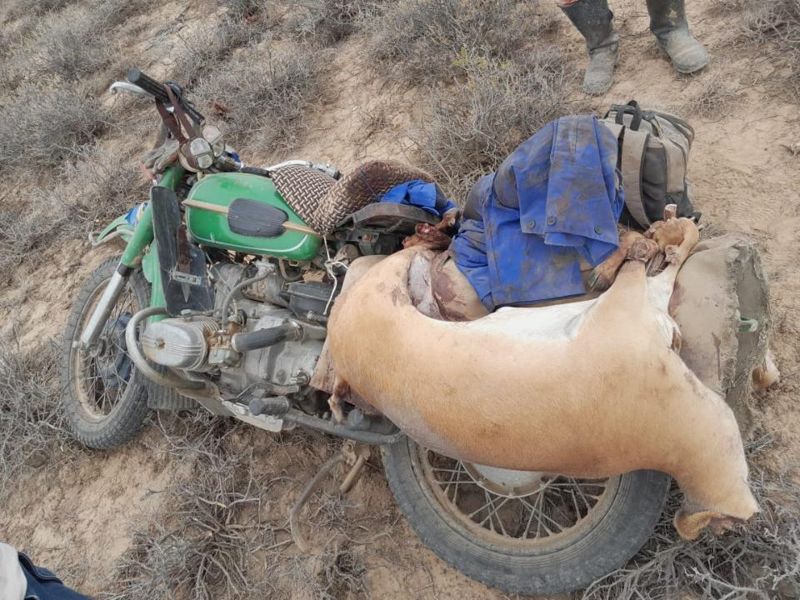 15 туш сайгаков, рога и оружие: браконьеров задержали в области Улытау