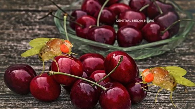 Личинки мух и 39 тонн заражённой черешни обнаружили на границе с Кыргызстаном