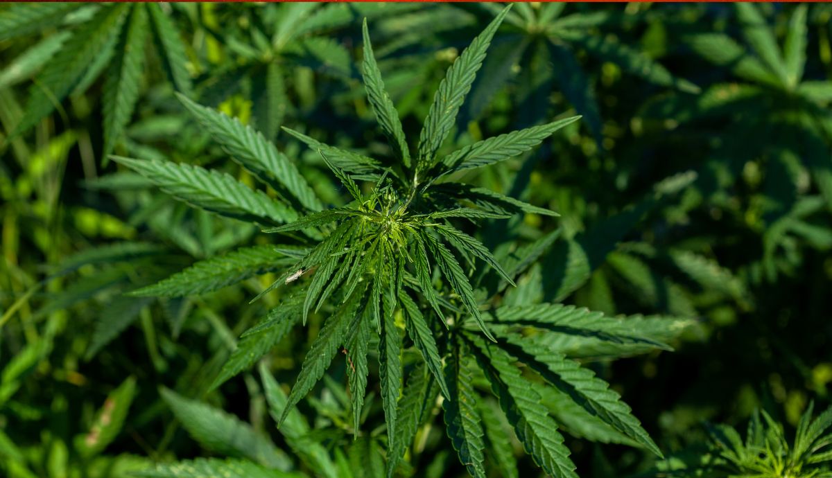 Наркопреступления и дикая конопля: спецподразделение в Шу не справляется с работой