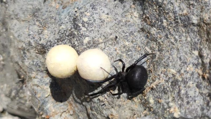 Спецкомиссию соберут в Павлодарской области из-за нашествия каракуртов