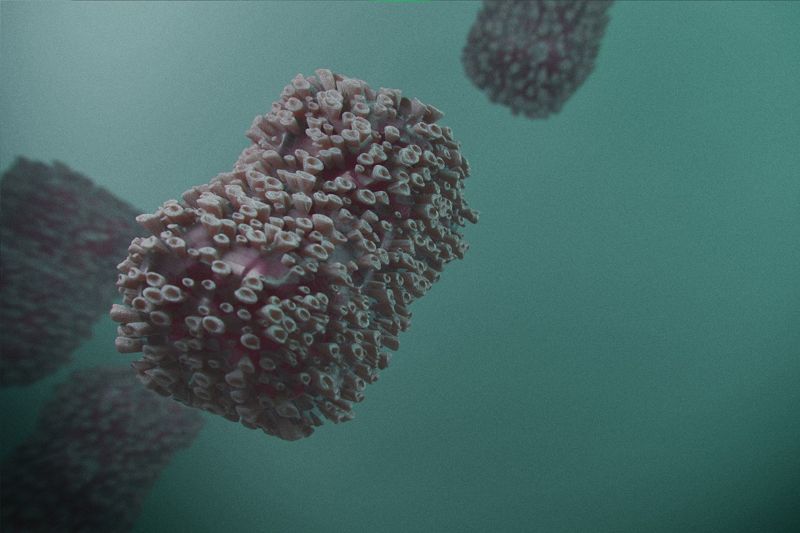 Минздрав опроверг слухи о выявлении оспы обезьян в Казахстан