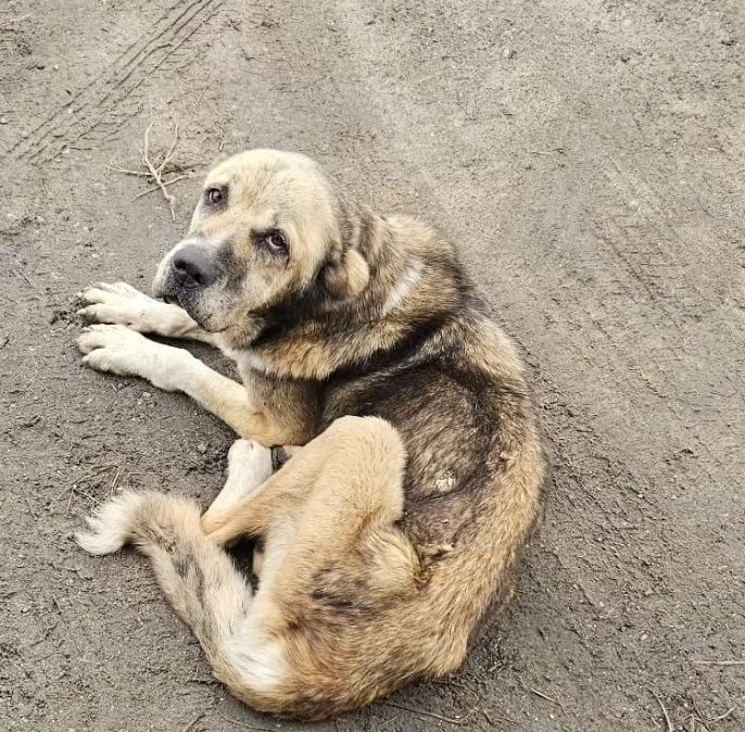 В Костанае неизвестные отравили собак в приюте
