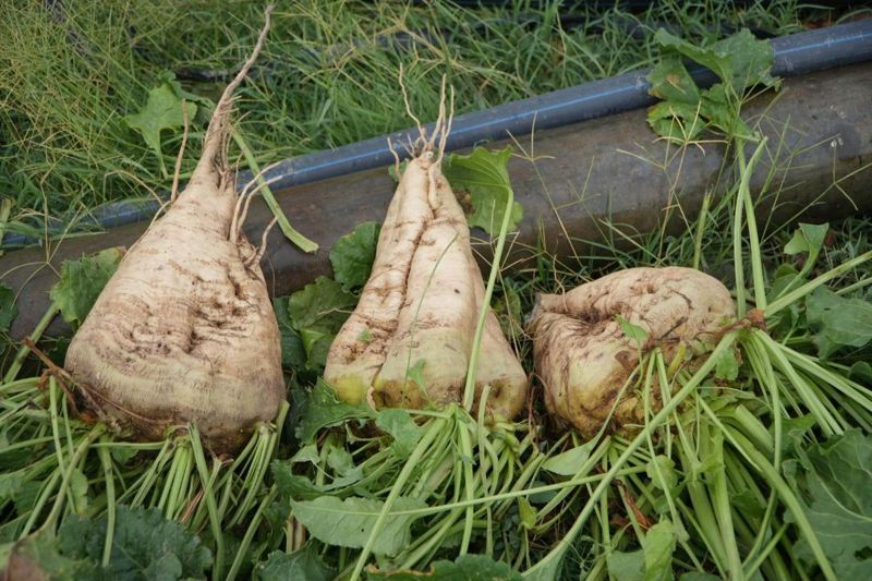 Будет сладко: в Казахстане ожидают рекордный урожай сахарной свеклы