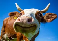 Фермеры из Кокшетау обещали делать дешёвый сыр, но потратили государственные миллионы