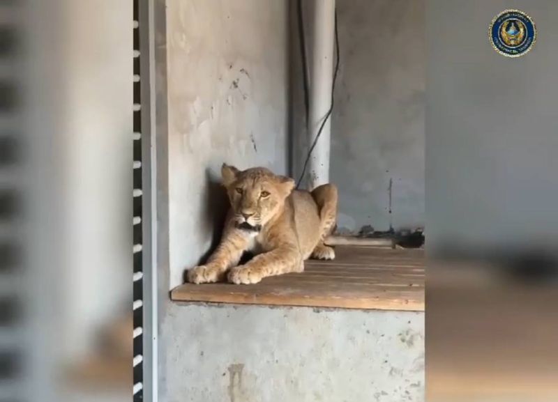 Житель Туркестанской области держал во дворе льва и диких птиц