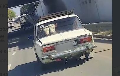 Коровы на заднем сиденье: водителя "жигулей" оштрафовали в области Абай