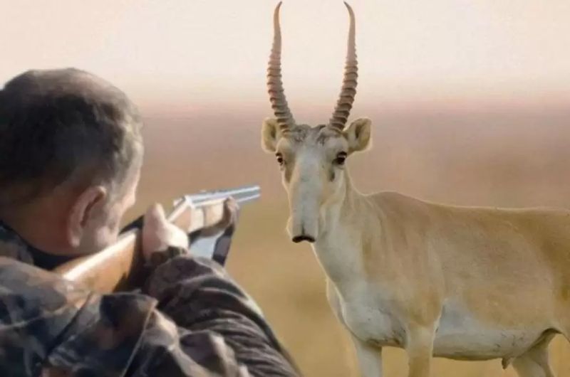 Сайгаки вытеснили скот и разоряют посевы: фермеры ЗКО потребовали решения проблемы