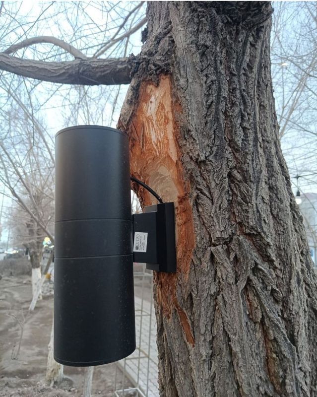 Фонари на деревья прикрутили в Балхаше