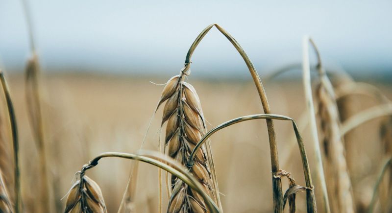 В Казахстане обработано 80% полей от саранчи: власти опровергают слухи о «массовом нашествии»