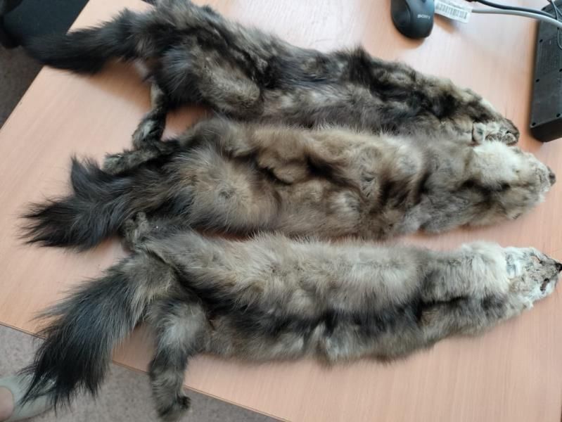 Шкурный интерес: как в ВКО продали шкуры соболя за 650 тенге