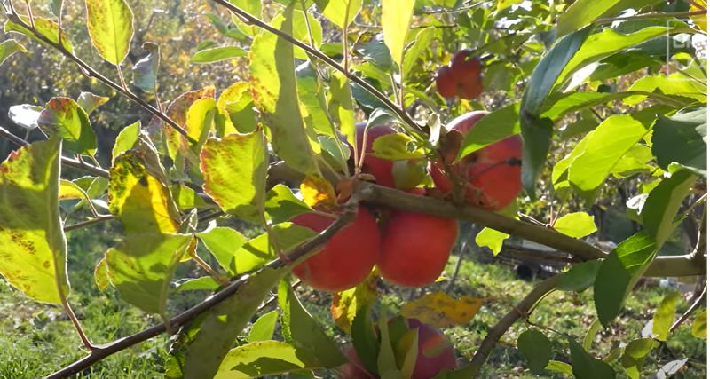 Яблоневые сады в Алматы возвращают в госфонд – управление земельных ресурсов
