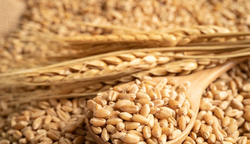 Экспорт казахстанского зерна в Таджикистан вырос на 11%