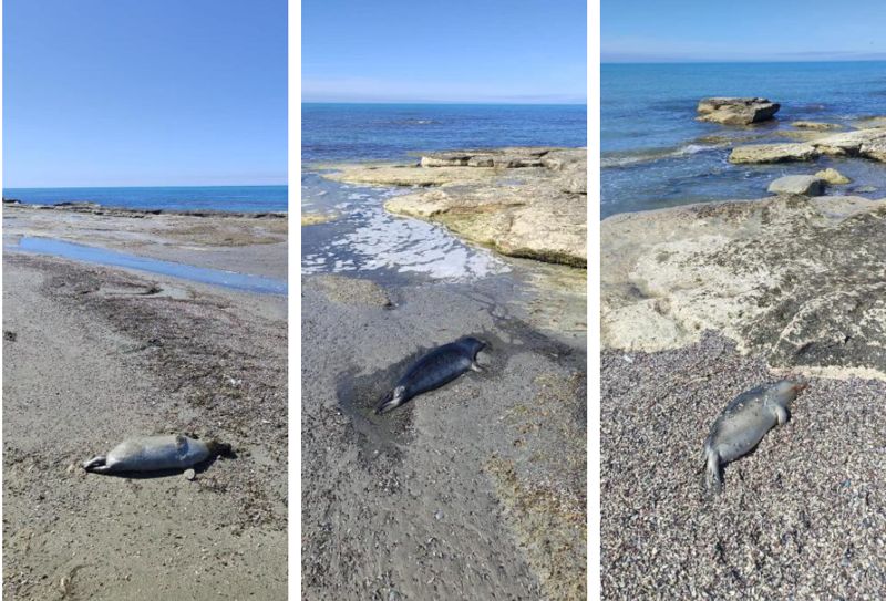Количество погибших тюленей в Мангистау достигло 103 туш