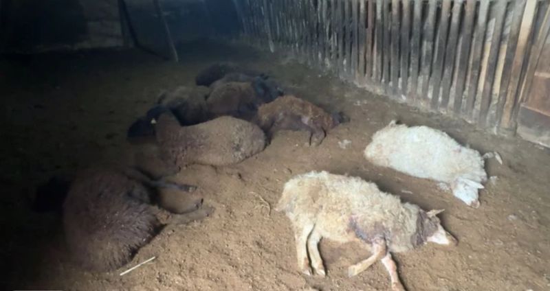 17 овец загрызли собаки у жителя Уральска